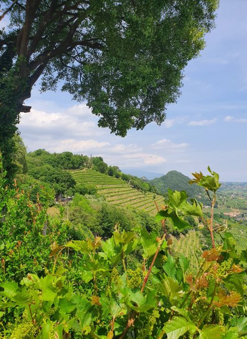 Rive-and-more-tour-esperienze-colline-prosecco-valdobbiadene-vigneto-espereienza